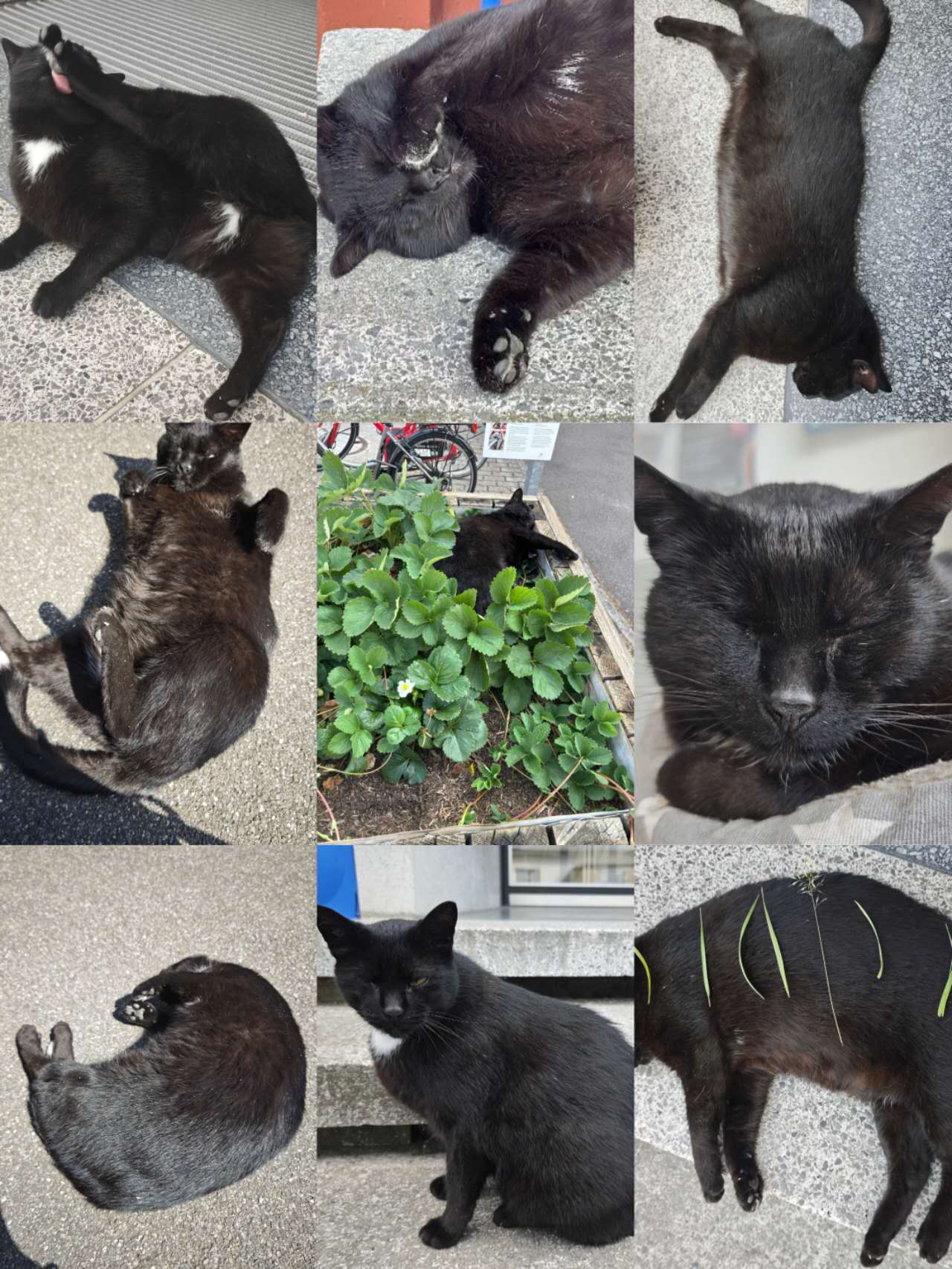 Cat 1