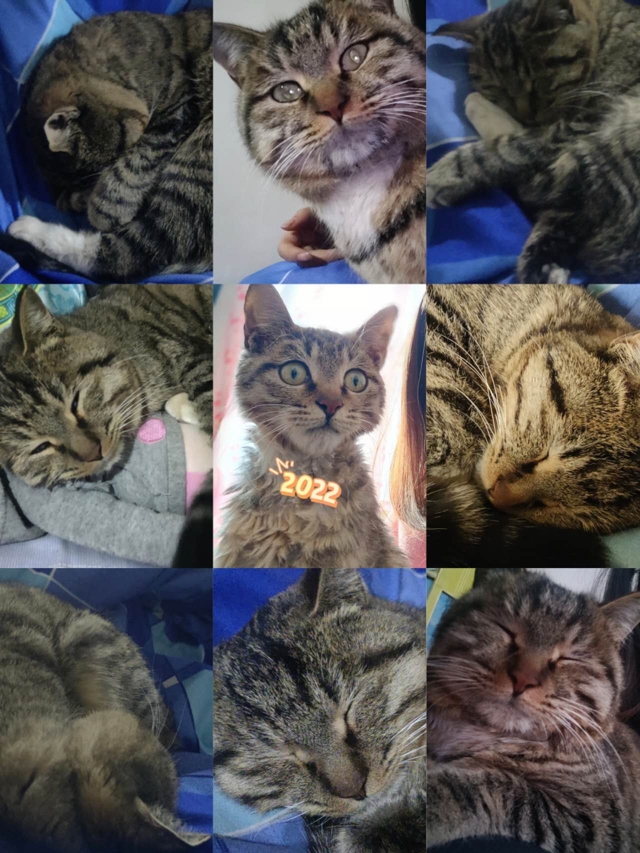 Cat 2