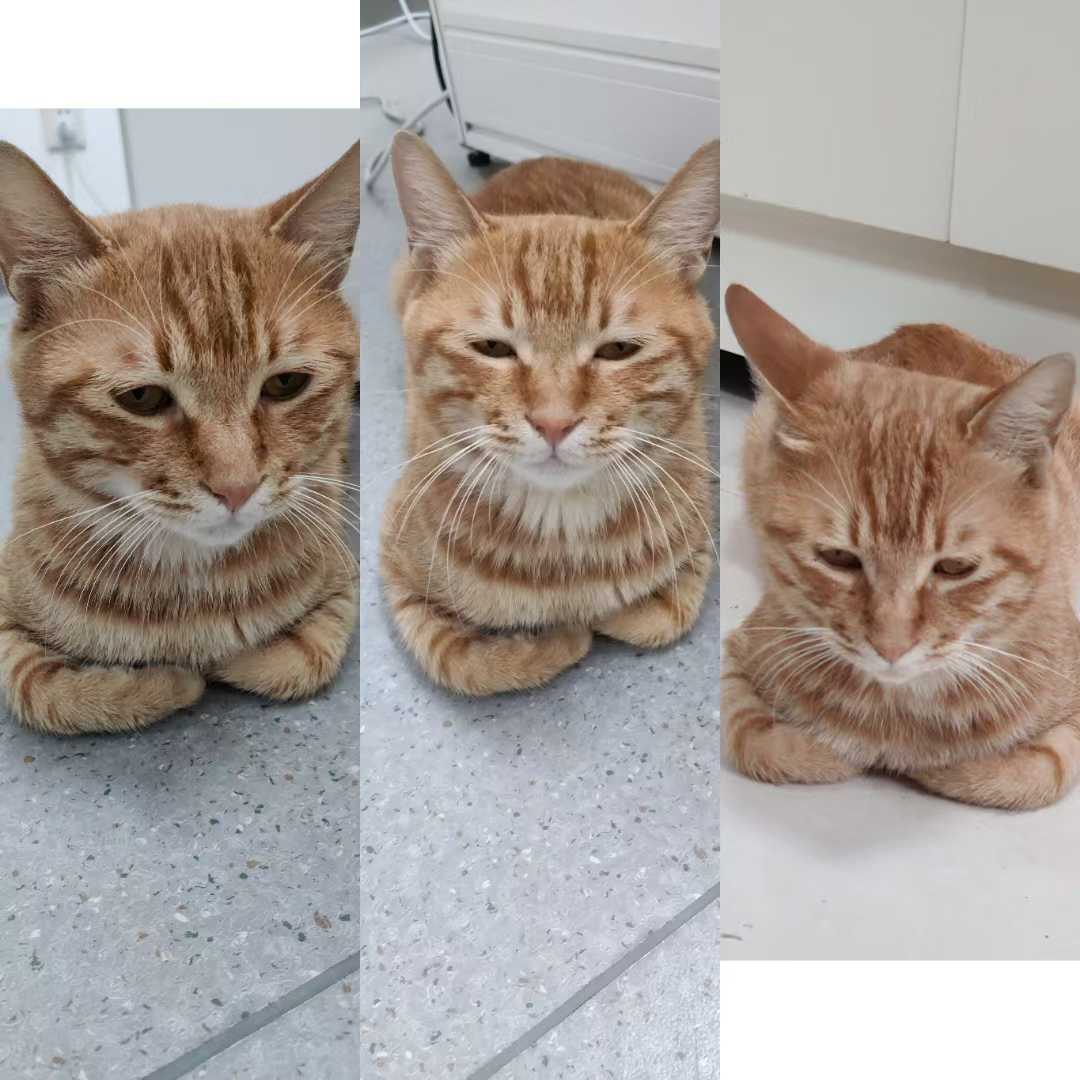 Cat 3