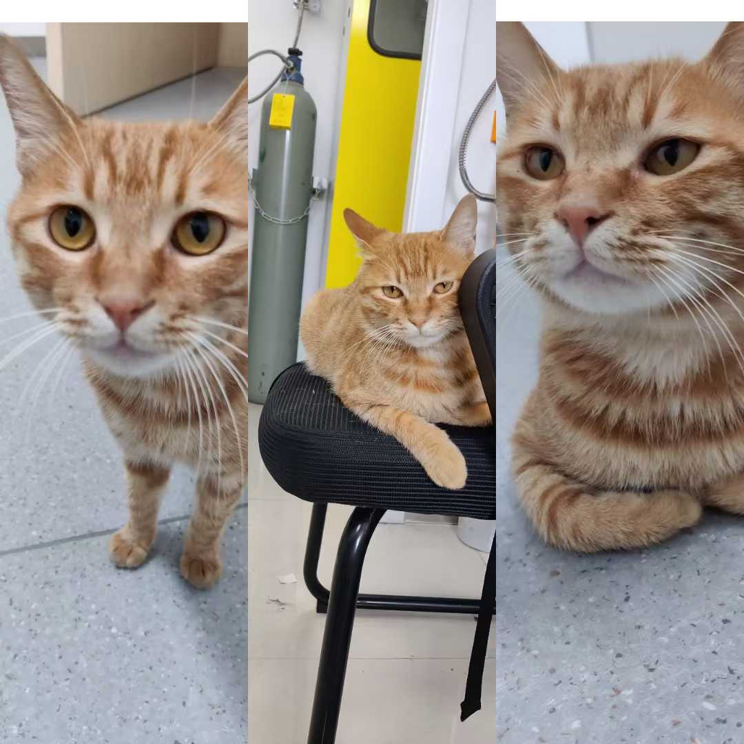 Cat 4